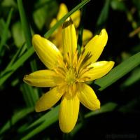 Lesser Celandine Extract(pilewort extract) Lesser Celandine Extract(pilewort extract)