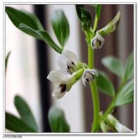 Levodopa(L-Dopa) Levodopa(L-Dopa)
