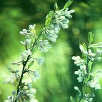 Lilac Daphne Flower Bud Extract(Flos Genkwa Extract) Lilac Daphne Flower Bud Extract(Flos Genkwa Extract)
