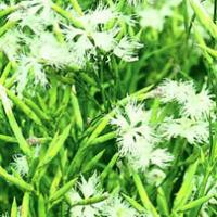 Lilac Pink Herb Extract(Herba Dianthi Extract) Lilac Pink Herb Extract(Herba Dianthi Extract)