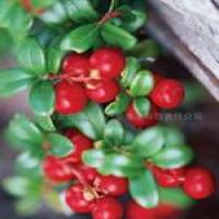 Lingonberry Red Lingonberry Red