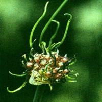 Longstamen Onion Bulb Extract(Bulbus Allii Macrostemi Extract) Longstamen Onion Bulb Extract(Bulbus Allii Macrostemi Extract)