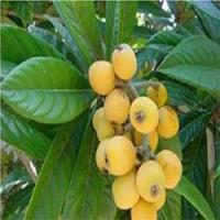 Loquat leaf extract Loquat leaf extract