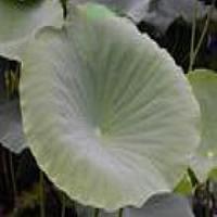 Lotus Leaf extract Lotus Leaf extract