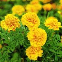 Lutein Lutein