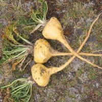 Peruvian ginseng extract(Maca extract) Peruvian ginseng extract(Maca extract)