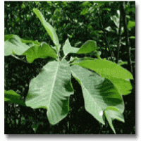 Magnolia Cortex Extract Magnolia Cortex Extract