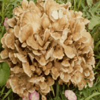 Maiitake Mushroom Extract Maiitake Mushroom Extract