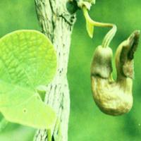 Manchurian Dutchmanspipe Stem Extract Manchurian Dutchmanspipe Stem Extract