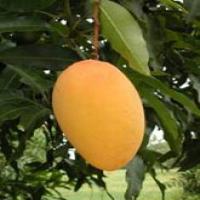 Mangiferin(Mangoes extract) Mangiferin(Mangoes extract)