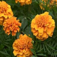 Marigold extract Marigold extract
