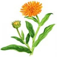 Marigold Oleoresin Marigold Oleoresin