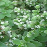 Marjoram Extract(Origanum extract) Marjoram Extract(Origanum extract)