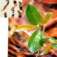 Medicinal Indianmulberry Root extract(Morinda root extract) Medicinal Indianmulberry Root extract(Morinda root extract)