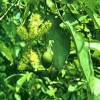 Medicine Terminalia Fruit extract(Fruchus Chebulae Extract) Medicine Terminalia Fruit extract(Fruchus Chebulae Extract)