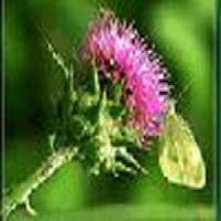 Milk Thistle Extract Milk Thistle Extract