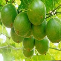 Momordica Fruit extract Momordica Fruit extract