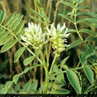 Monoammonium Glycyrrhizinate(Licorice Root extract) Monoammonium Glycyrrhizinate(Licorice Root extract)