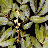 Muira Puama leaf extract Muira Puama leaf extract