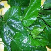 Mulberry Leaf extract Mulberry Leaf extract