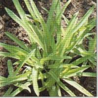 Murdannia loriformis extract Murdannia loriformis extract