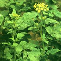 Mustard Seed Extract(Semen Sinapis Extract) Mustard Seed Extract(Semen Sinapis Extract)
