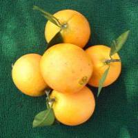 Natural Citrus Natural Citrus