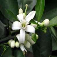 Neroli Extract(Orange Blossom extract) Neroli Extract(Orange Blossom extract)