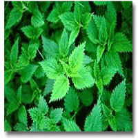 Nettle Extract Nettle Extract