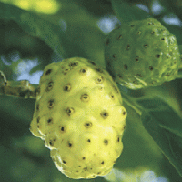 Noni extract(Great morinda extract) Noni extract(Great morinda extract)
