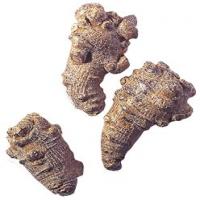 Notoginseng root extract Notoginseng root extract
