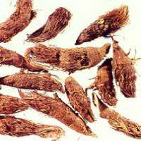 Nutgrass Galingale Rhizome Extract(Rhizoma Cyperi Extract) Nutgrass Galingale Rhizome Extract(Rhizoma Cyperi Extract)