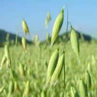 Oat Extract Oat Extract