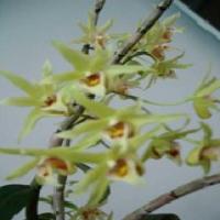 Officinal Dendrobium Stem(Dendrobium officinale Kimura et Migo) Officinal Dendrobium Stem(Dendrobium officinale Kimura et Migo)