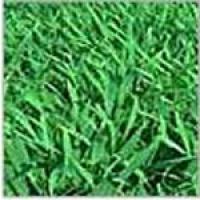 Oil Soluble Chlorophyll Oil Soluble Chlorophyll