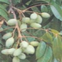 Olive Leaf Extract Olive Leaf Extract
