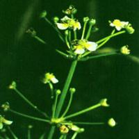 Oriental Waterplantain Rhizome Extract Oriental Waterplantain Rhizome Extract