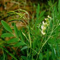 Oxymatrine(Lighiyellow Sophora Root extract) Oxymatrine(Lighiyellow Sophora Root extract)