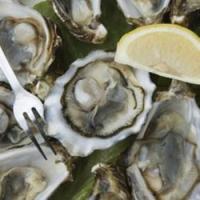 Oyster extract Oyster extract