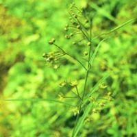 Paniculate Swallowwort Root Extract Paniculate Swallowwort Root Extract
