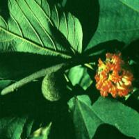 Papermulberry Fruit Extract(Fructus Broussonetae Extract) Papermulberry Fruit Extract(Fructus Broussonetae Extract)