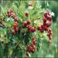 Parmelia Saxatilis Extract Parmelia Saxatilis Extract