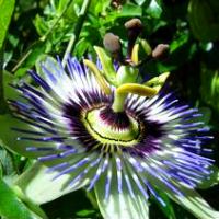 Passion Flower Extract(Maypop extract) Passion Flower Extract(Maypop extract)