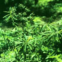 Peking Euphorbia Root Extract Peking Euphorbia Root Extract