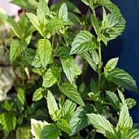 Peppermint extract Peppermint extract