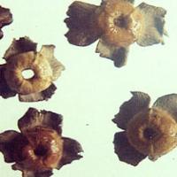Persimmon Calyx Extract(Calyx Kaki Extract) Persimmon Calyx Extract(Calyx Kaki Extract)