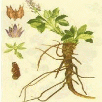 Picrorhiza Kurroa Extract(Rhizoma Picrorhizae Extract) Picrorhiza Kurroa Extract(Rhizoma Picrorhizae Extract)