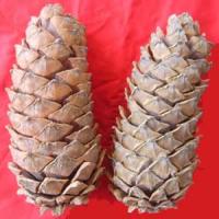 Pine cone extract Pine cone extract