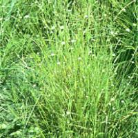 Pipewort Flower Extract(Flos Eriocauli Extract) Pipewort Flower Extract(Flos Eriocauli Extract)
