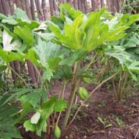 Podophyllotoxin (podofilox) Podophyllotoxin (podofilox)
